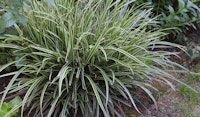 carex grasses perennial