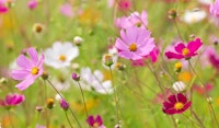 cosmos perennial