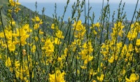 deerweed perennial