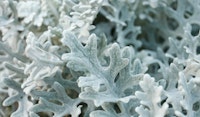 dusty miller perennial
