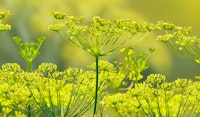fennel perennial