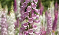 foxglove perennial