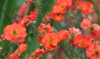 geum perennial