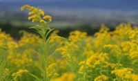 goldenrod perennial