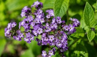 heliotrope perennial
