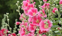 hollyhock perennial