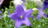 japanese bell flower perennial
