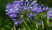 lily of the nile perennial