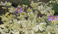 jacobs ladder perennial