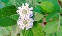 lippia perennial