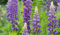 lupine perennial