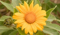 mexican sunflower perennial
