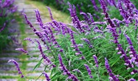 salvia perennial