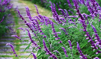 salvia perennial