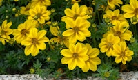 bidens peters gold carpet flower perennial