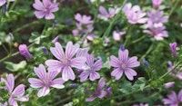 mallow perennial