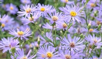 michaelmas daisy perennial