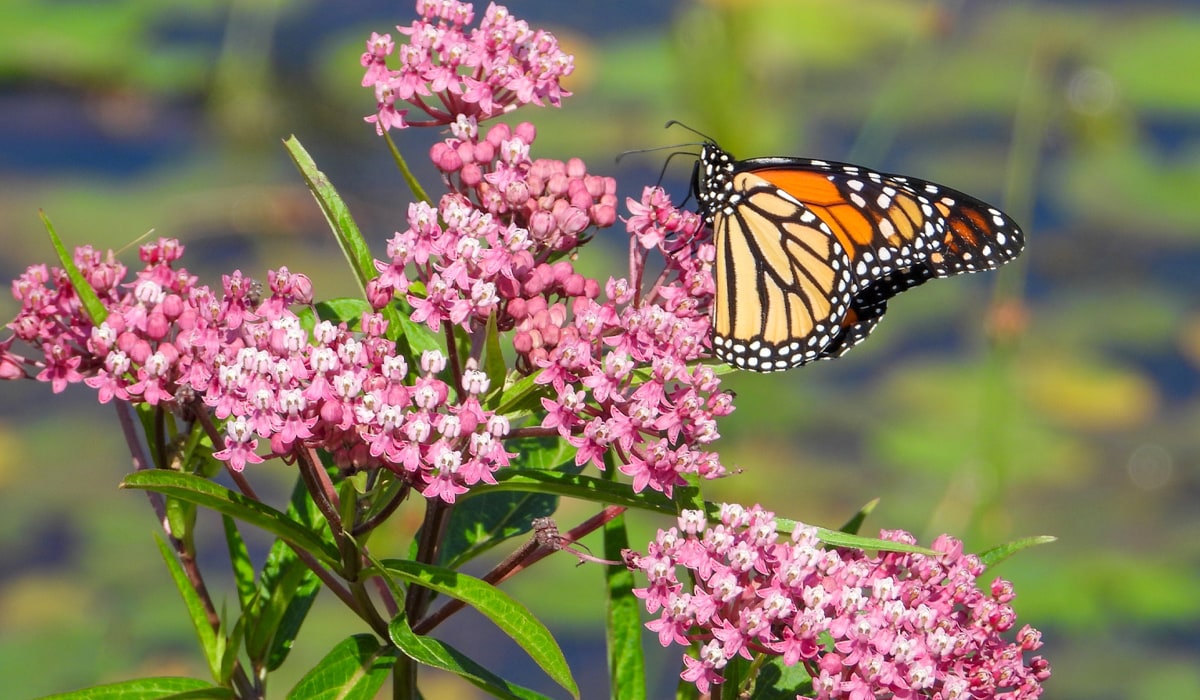 milkweed asclepias perennial