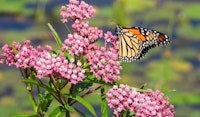 milkweed asclepias perennial