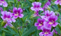 purple monkey flower mimulus perennial