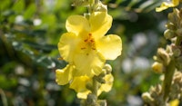 mullein perennial