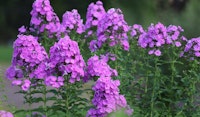 phlox perennial