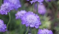 pincushion flower perennial