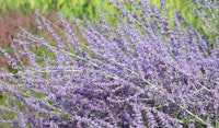 russian sage salvia perennial