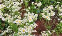 santa barbara daisy perennial