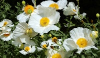 matilija poppy perennial