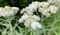 pearly everlasting anaphalis perennial