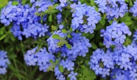 plumbago perennial