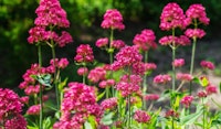 red valerian perennial