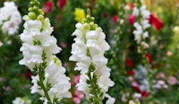 snapdragon perennial