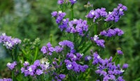 sea lavender perennial