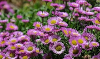 seaside daisy perennial