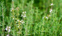 thyme perennial