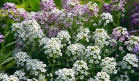 alyssum perennial
