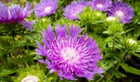 stokes aster perennial