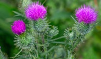 thistle perennial
