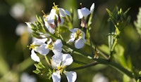 wild radish perennial