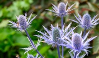 sea holly perennial