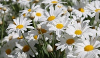 shasta daisy perennial
