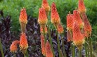 torch lily perennial