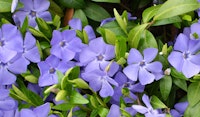 vinca perennial