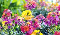 wall flower perennial
