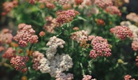 yarrow perennial