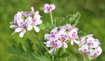 scented geraniums perennials