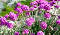 sea thrift perennial