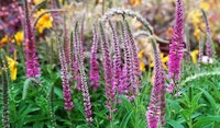 speedwell perennial